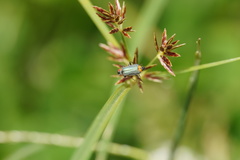 Clanoptilus marginellus