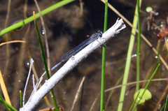 Pseudagrion draconis