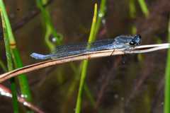 Pseudagrion draconis