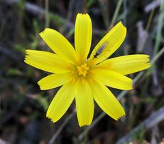 Microseris walteri