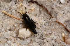 Xya capensis capensis