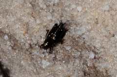 Xya capensis capensis