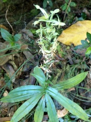 Habenaria stenopetala