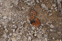 Euphydryas desfontainii