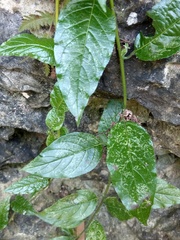 Heliotropium sarmentosum