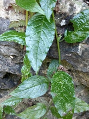 Heliotropium sarmentosum