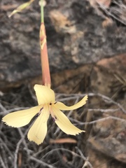 Dianthus caespitosus