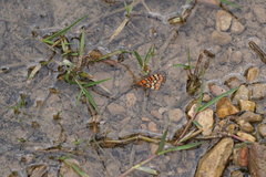 Euphydryas desfontainii