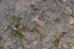 Euphydryas desfontainii