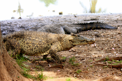 Crocodylus rhombifer