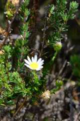 Polyarrhena reflexa reflexa