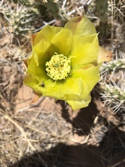 Acmaeodera quadrivittatoides