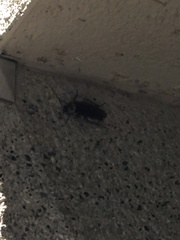 Periplaneta americana