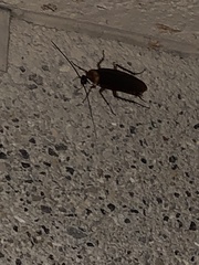 Periplaneta americana