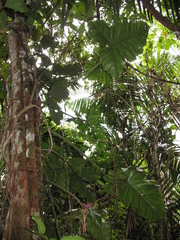 Philodendron cataniapoense