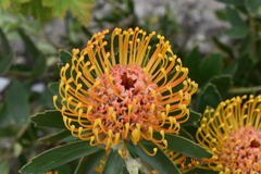 Leucospermum × hybridum