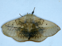 Anthela varia