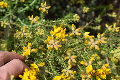 Aspalathus excelsa