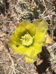 Acmaeodera quadrivittatoides