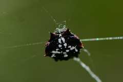 Isoxya cicatricosa