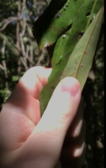 Aceria titirangiensis