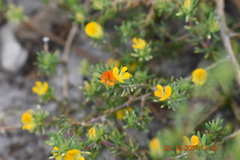 Aspalathus juniperina