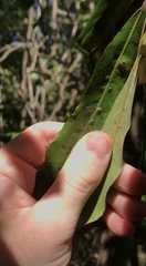 Aceria titirangiensis