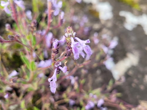 Tined rocksage (Aeollanthus angustifolius)