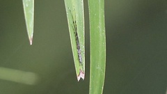 Tetragnatha praedonia