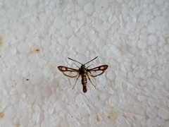 Pyropteron muscaeformis