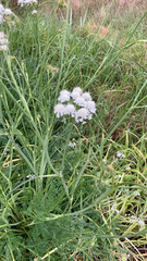 Angelica capitellata