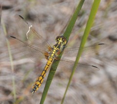 Austrothemis nigrescens