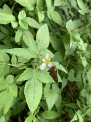 Polytremis lubricans