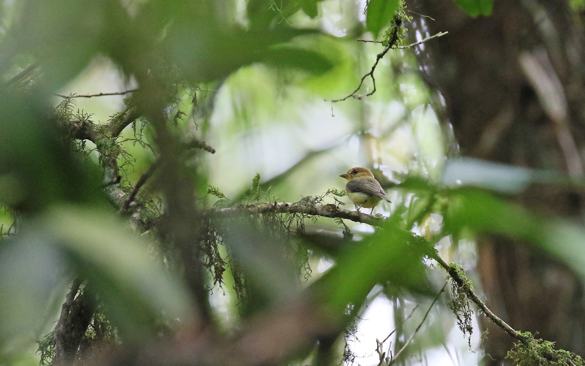 Yellow-throated Spadebill (Platyrinchus flavigularis), photo 1