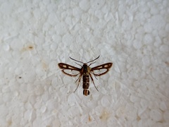 Pyropteron muscaeformis