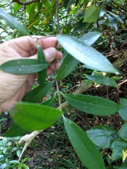 Anodendron affine