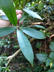 Anodendron affine