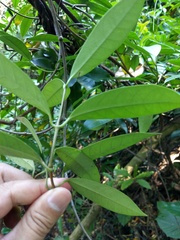 Anodendron affine