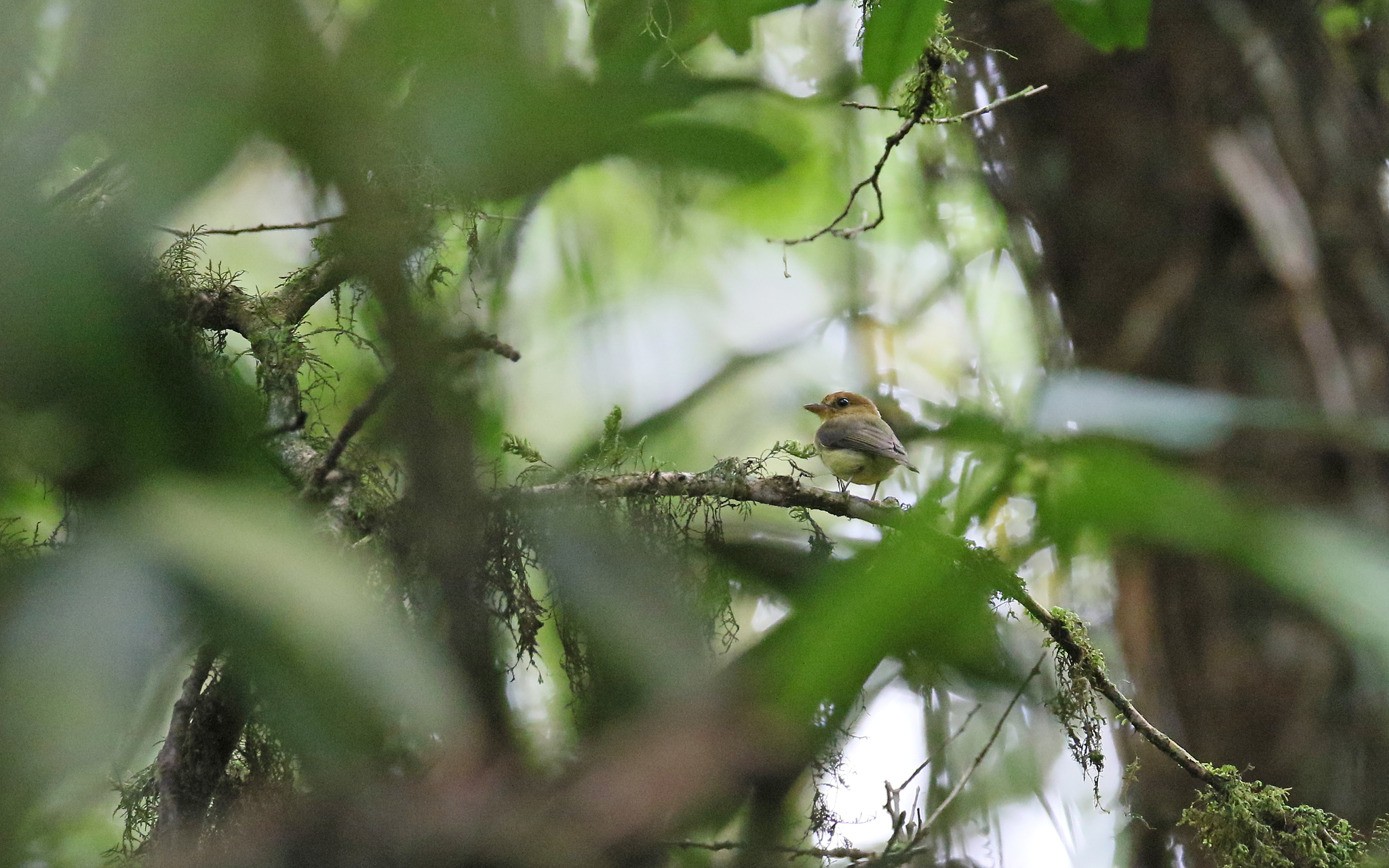 Yellow-throated Spadebill (Platyrinchus flavigularis), photo 2