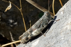 Oedipoda germanica meridionalis
