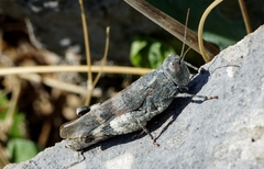Oedipoda germanica meridionalis