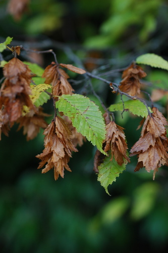 Eastern Hornbeam