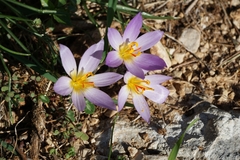 Crocus thomasii