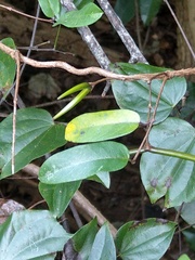 Cryptolepis sinensis