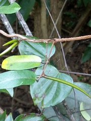 Cryptolepis sinensis