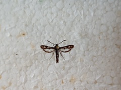 Pyropteron muscaeformis