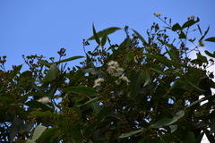 Angophora floribunda