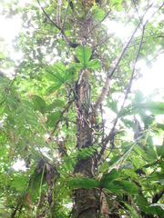 Philodendron cataniapoense