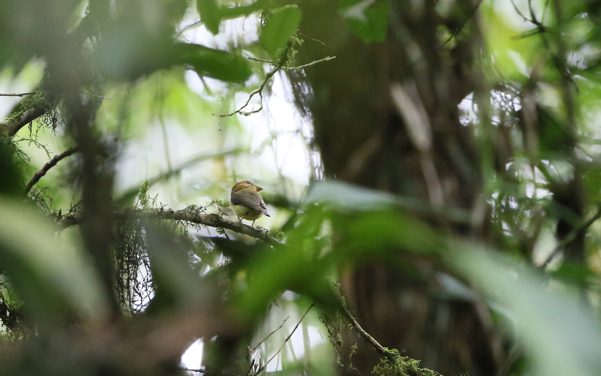 Yellow-throated Spadebill (Platyrinchus flavigularis), photo 3