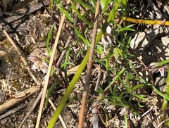 Laxmannia orientalis